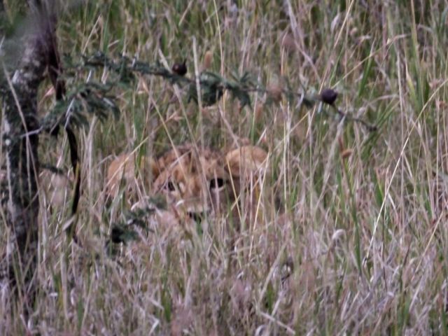 The lion cub that gave himself away by flicking his ear. Can you see why it was so hard to see him?