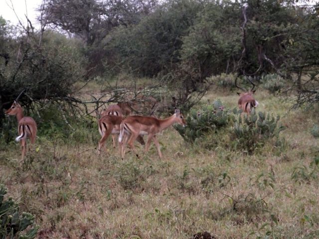 Impala we see in the early morning light