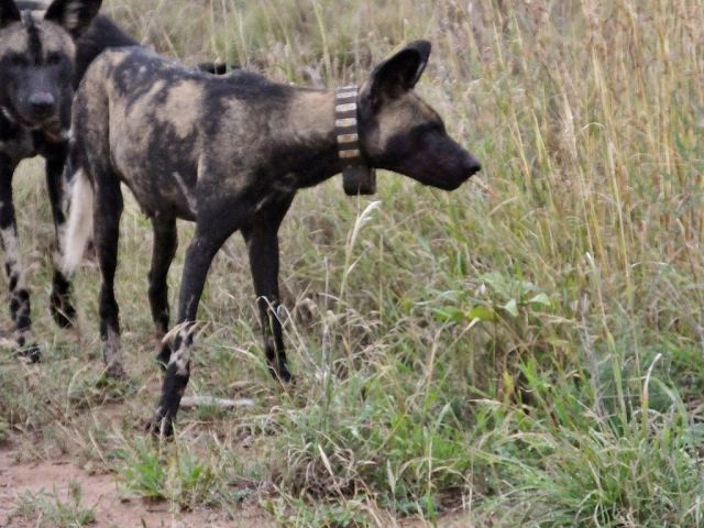 The only dog with a collar in the pack of seven