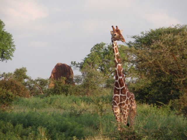 Paul took this photo of the giraffe with the interesting rock in the background