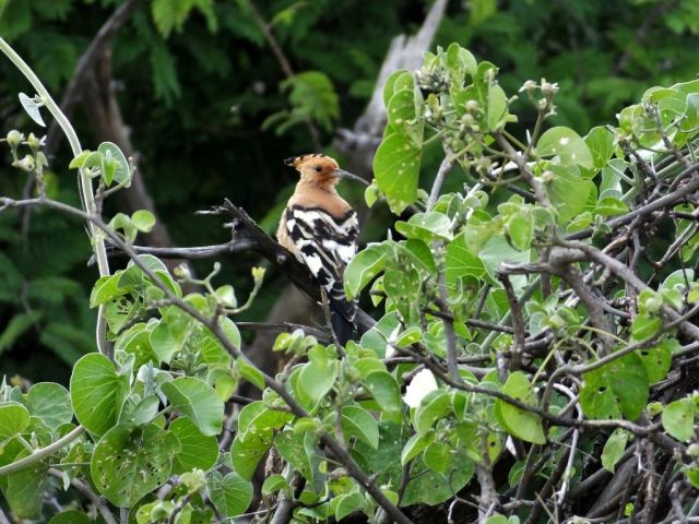 African Hoopoe