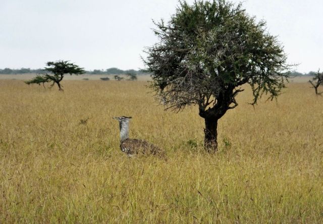Kori Bustard. They are big birds!