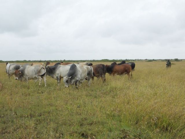 Some of the bulls and the herder