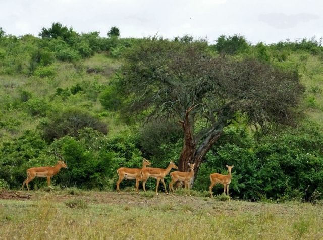 It was too dark for photos at the swamp so I put in this photo of impalas . At least we saw impalas there:)