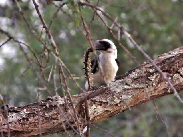 The hornbill and his caterpillar supper