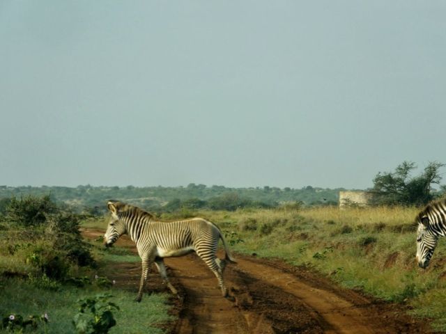 Two more Grevy's