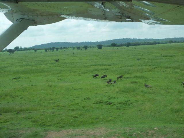 Wildebeest on our first landing