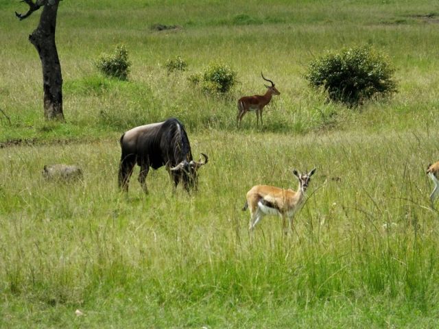 A Tommie, wildebeest, warthog and impala