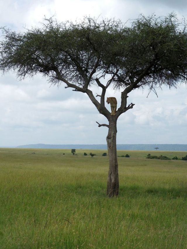 That is a lion in a tree!