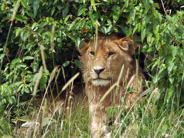 Young male hiding under a bush