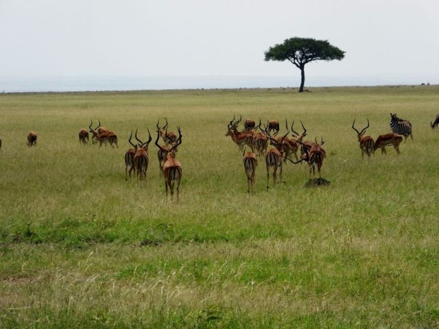 Bachelor herd of impalas