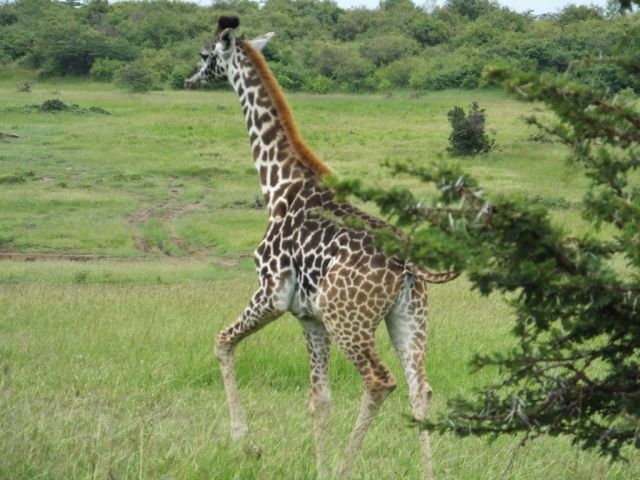 Young giraffe running away from us