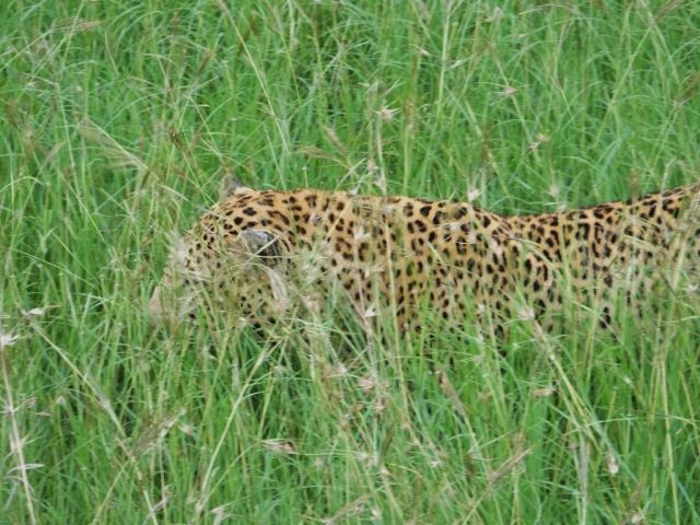 He decides to leave his napping spot