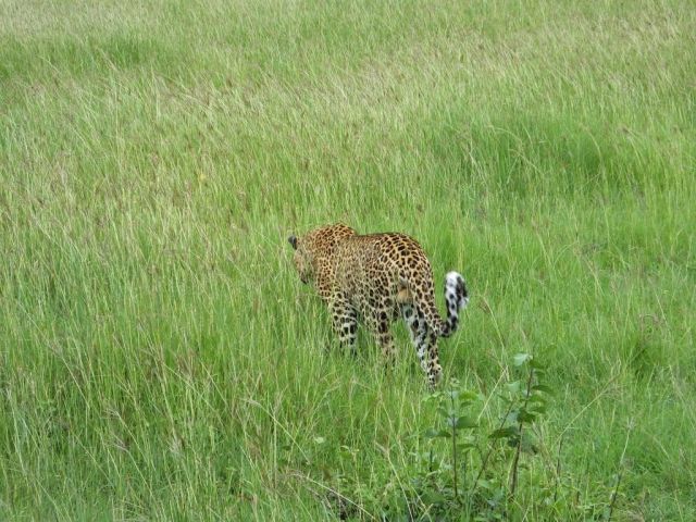 Walking back into the grassy field