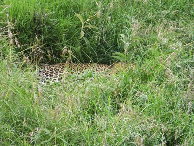 This is all we can see of the leopard once we find him again