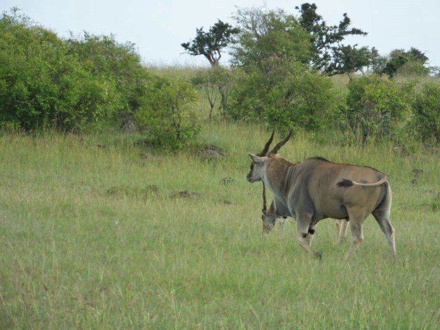 This is the bull whose joints clicked loudly when he walked