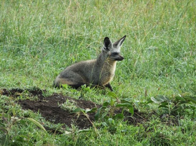 Adult bat-eared fox just before she goes into the den. I think it is mom anyway