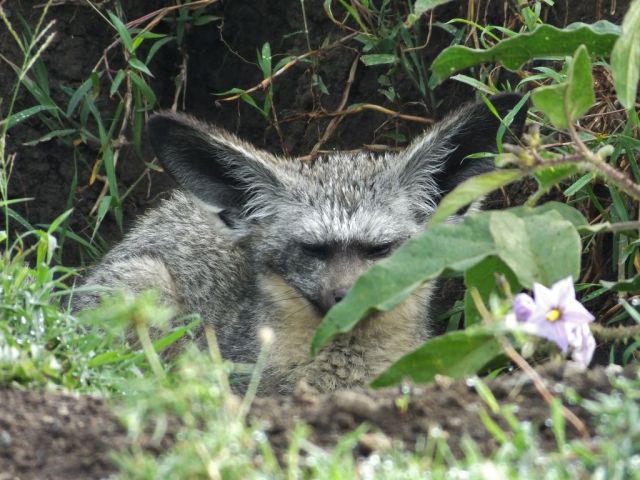 If these humans aren't going to do anything interesting I might as well take a nap!