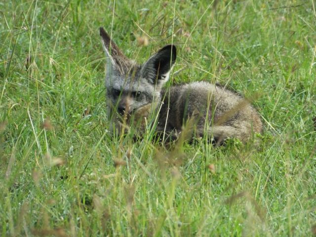 Mom after she left the den through the back door
