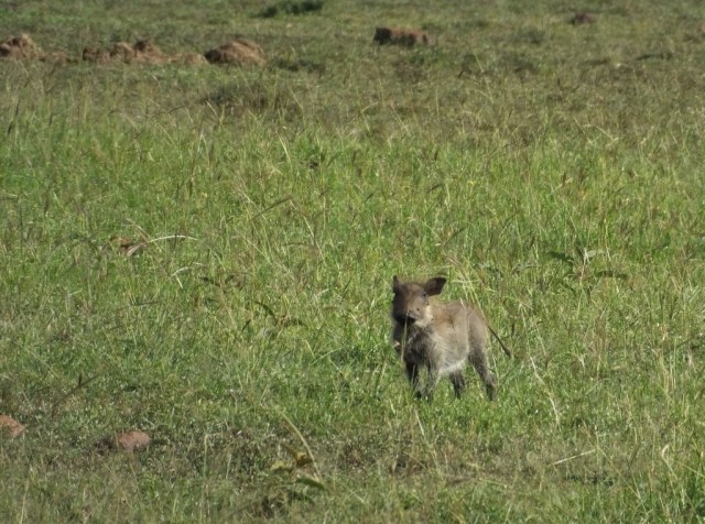 Piglet who stood facing us for a brief moment