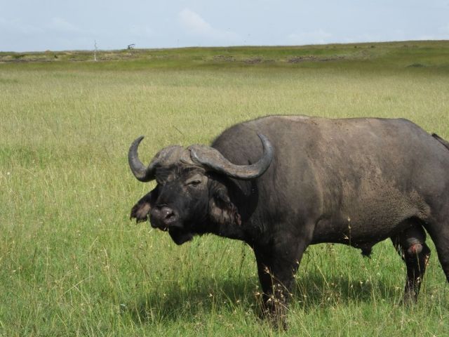 The gash in the buffalo's testicle was assumed to have been inflicted by a lion.