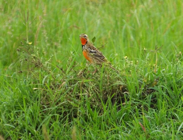Rosy-breasted Longclaw.
