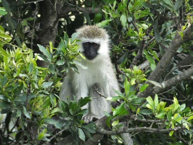Vervet monkey