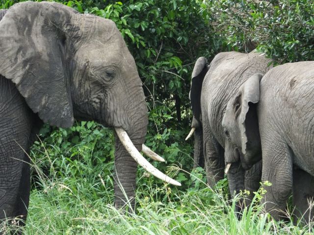 The elephants have had enough of us and are leaving