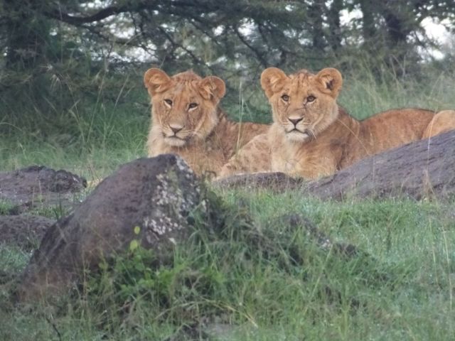 Poor Frank and Jesse