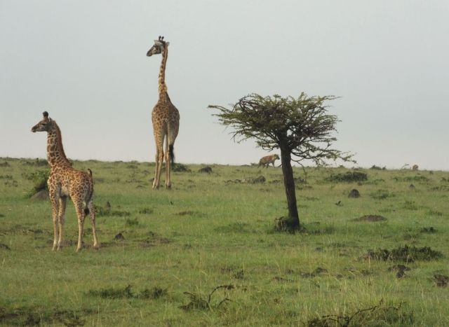 The hyena just visible next to the scrubby tree