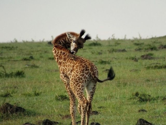 Get off of me! the oxpecker is a little hard to see but it is out of reach of the baby giraffes' open mouth