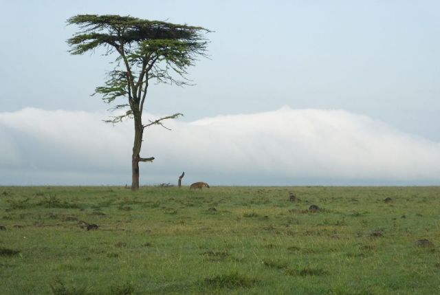 The spotted hyena walking across the plain