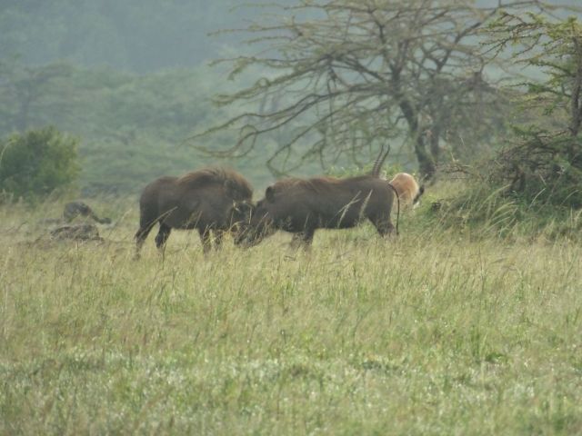 Not the best photo but these boar warthogs are big fellows