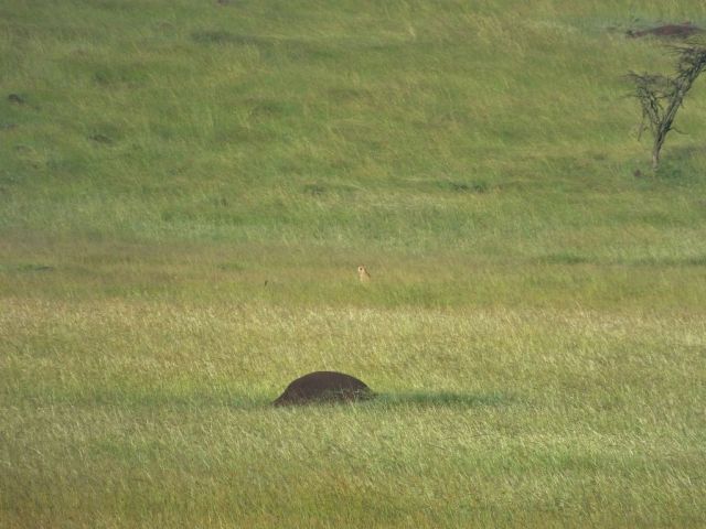 There is a cheetah in this photo and keep in mind that I have zoomed in on Amani. How did David see her?