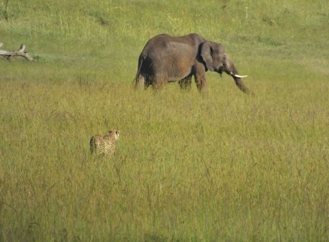 I think I could take this big boy.