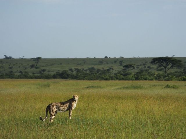 Amani standing with her front feet on a dirt mound surveying her surroundings