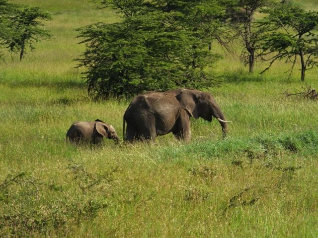 The clearest view we had of the baby elephant.