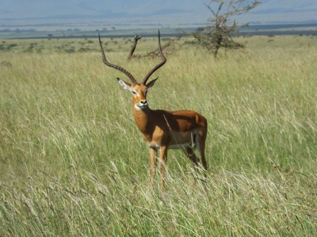 A proud impala with his impressive set of horns.