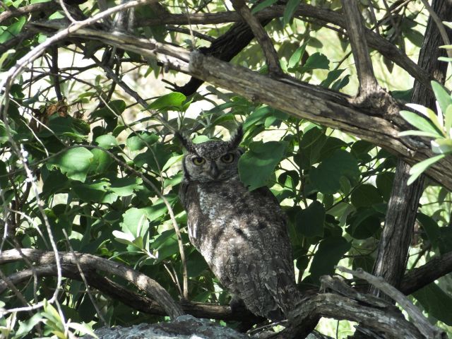 Spotted Eagle Owl