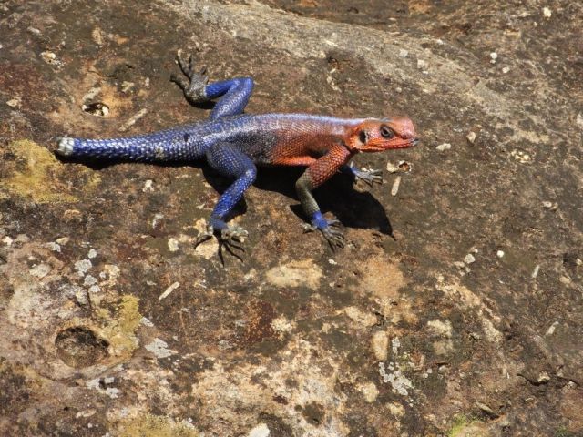 Colorful Lizard with half his tail missing