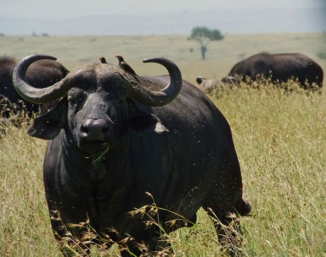 Big bull giving us the once over