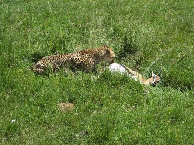Amani and her kill a Thompson gazelle