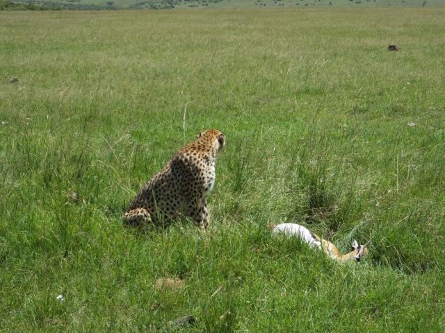 Surveying the area for predators that would steal her kill.