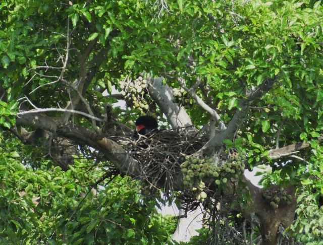 A stern Bateler sitting on her nest