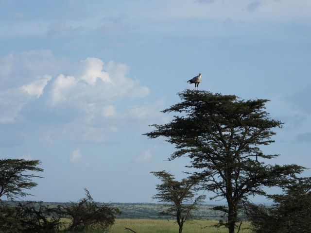 Perching Secretary bird