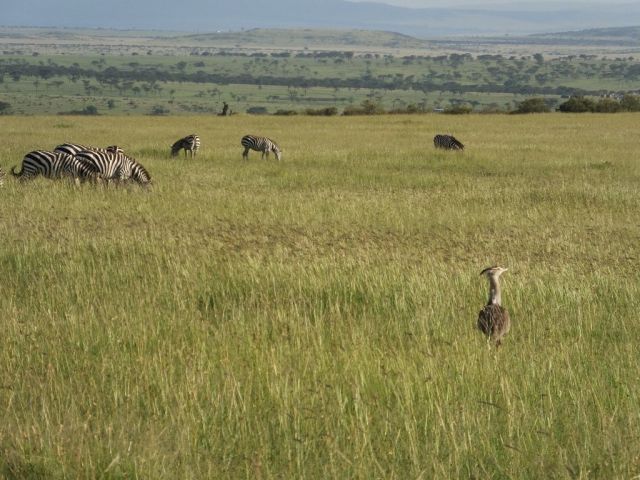 Kori bustard an zebra