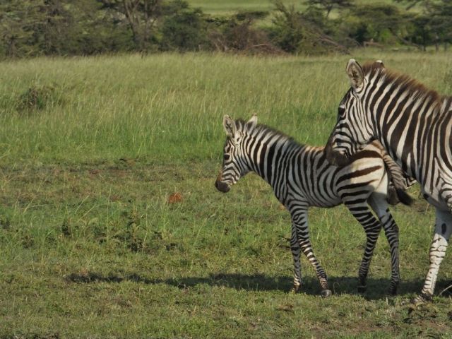 Mom sticks close to her baby