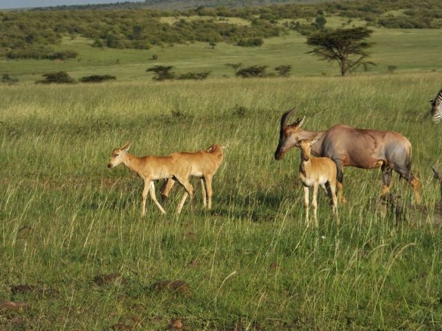 Adult topi and three baby topi