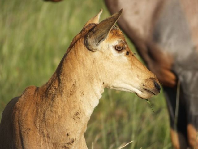 I love their beautiful eyes.