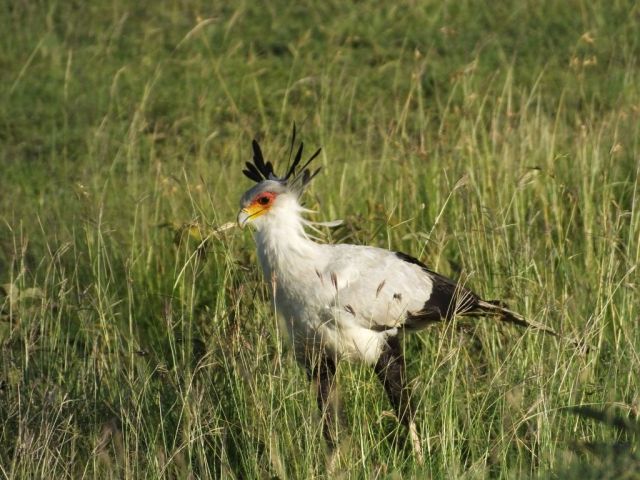 Another secretary bird hunting in the long grass